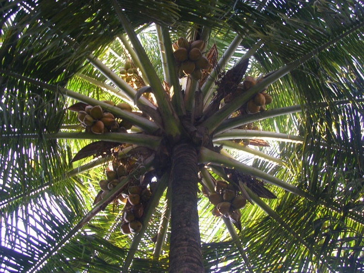THE COCONUT TREE A TREE FOR A HEALTHY LIFE GreenPlay®